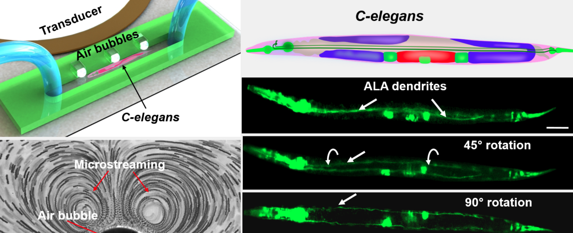 Lab-on-a-chip systems